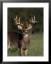 Whitetail Buck by Robert Franz Limited Edition Pricing Art Print