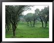 Olive Trees At St-Paul-De-Mausole Monastery, St. Remy De Provence, France by Lisa S. Engelbrecht Limited Edition Print