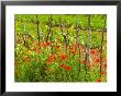 Poppy Field, Krk, Croatia by Russell Young Limited Edition Print