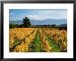Schubert Vineyard, Martinborough, Wairarapa, North Island, New Zealand by David Wall Limited Edition Pricing Art Print