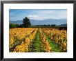 Schubert Vineyard, Martinborough, Wairarapa, North Island, New Zealand by David Wall Limited Edition Pricing Art Print