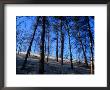 Trees Half-Buried By Shifting Sand Dunes, Slowinski National Park, Pomorskie, Poland by Krzysztof Dydynski Limited Edition Print