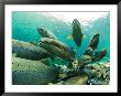 School Of Atlantic Salmon Hold In A Clear River Waiting For The Right Time To Spawn by Paul Nicklen Limited Edition Print