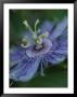 Close View Of A Passion Flower On Cumberland Island by Michael Melford Limited Edition Print
