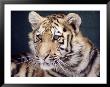 Cinquenta, Tigre Real by Tony Ruta Limited Edition Print