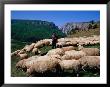 Shepherd With His Flock Of Sheep, Turda, Romania by Pershouse Craig Limited Edition Print