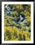 Waterfall And Aspen Fall Colors In The High Sierra In October by Rich Reid Limited Edition Print