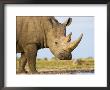 White Rhinoceros, Etosha National Park, Namibia by Tony Heald Limited Edition Print