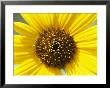 Close View Of A Sunflower by Marc Moritsch Limited Edition Print