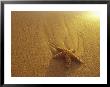 Starfish And Sand At Sunset, Maui, Hawaii, Usa by Darrell Gulin Limited Edition Pricing Art Print