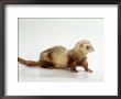 Ferret by Steimer Limited Edition Print