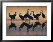 Silhouetted Greater Sandhill Cranes In The Water by Joel Sartore Limited Edition Print