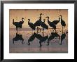 Silhouetted Greater Sandhill Cranes In The Water by Joel Sartore Limited Edition Print