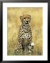 Cheetah, Ngorongoro Crater, Africa by Keith Levit Limited Edition Print