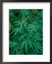 Marijuana Plants Growing Wild, Nepal by Shannon Nace Limited Edition Pricing Art Print