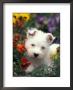 West Highland Terrier / Westie Puppy Among Flowers by Adriano Bacchella Limited Edition Print