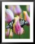 Two Swallowtail Butterflies On Tulip In Early Morning by Nancy Rotenberg Limited Edition Print