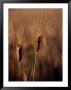 Wheat In Mullewa, Australia by Peter Ptschelinzew Limited Edition Print