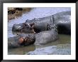 Hippos (Hippopotamus Amphibius), Mara, Kenya by Ralph Reinhold Limited Edition Print