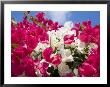 Bougainvillea, Cayman Brac, Cayman Islands, Caribbean by Greg Johnston Limited Edition Pricing Art Print