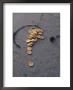 Gold Coins Stamped With A Cross Are Scattered On A Beach by Luis Marden Limited Edition Pricing Art Print