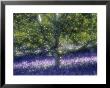 Bluebell And Silver Birch by Jon Arnold Limited Edition Print