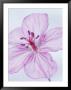 Sticky Geranium by David Ennis Limited Edition Pricing Art Print