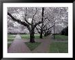 Cherry Blossoms On The University Of Washington Campus, Seattle, Washington, Usa by William Sutton Limited Edition Print