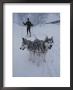 A Man Skijoring With His Dogs by Bill Curtsinger Limited Edition Print