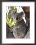 Koala, (Phascolartos Cinereus), Magnetic Island, Queensland, Australia by Thorsten Milse Limited Edition Print