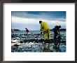 Residents Raking Mud For Shellfish At Indian Neck Beach, Cape Cod, United States Of America by Jeff Greenberg Limited Edition Print