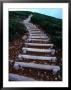 Wooden Steps On Mt. Hakkoda-San Hiking Trail In Aomori-Ken, Mt. Hakkoda-San, Japan by Mason Florence Limited Edition Print