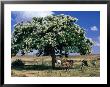 People And Cows Near Shady Tree, Barentu, Eritrea by Frances Linzee Gordon Limited Edition Pricing Art Print