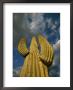 A Skyward View Of A Saguaro Cactus by John Burcham Limited Edition Pricing Art Print