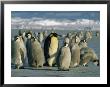 An Adult Emperor Penguin Joins A Group Of Juveniles With Downy Coats by Maria Stenzel Limited Edition Print