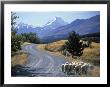 Sheep Nr. Mt. Cook, New Zealand by Peter Adams Limited Edition Print