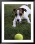 Jack Russell Terrier Playing With Ball In Backyard by Jim Corwin Limited Edition Pricing Art Print