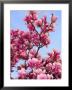 Magnolia Blossoms, Central Park, Ny by Rudi Von Briel Limited Edition Print