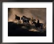 Cowboy Rounding Up Horses, Oregon by Michele Burgess Limited Edition Print