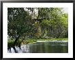Spanish Moss Fills Tree Branches Overhanging A Waterway by Raymond Gehman Limited Edition Print
