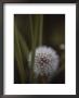 Close View Of A Dandelion That Has Gone To Seed by Annie Griffiths Belt Limited Edition Pricing Art Print