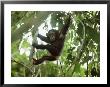 Young Chimpanzee Hangs From A Tree Limb by Michael Nichols Limited Edition Print