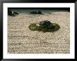 Zen Rock Garden, Ryoanji Temple, Kyoto, Japan by Linc Cornell Limited Edition Print