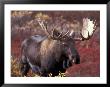 Moose In Autumn Alpine Blueberries, Denali National Park, Alaska, Usa by Hugh Rose Limited Edition Print