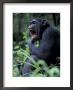 Female Chimpanzee Yawning, Gombe National Park, Tanzania by Kristin Mosher Limited Edition Print