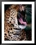 Yawning Leopard (Panthera Pardus), Kenya by David Wall Limited Edition Print