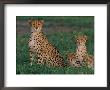 A Portrait Of A Female African Cheetah And Her Three Cubs by Chris Johns Limited Edition Print