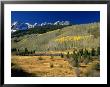 Autumn Trees, Telluride, Colorado by Jim Vitali Limited Edition Print