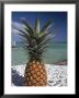 Pineapple, Bacalar, Mx by Dratch & Beringer Limited Edition Pricing Art Print