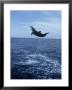 Bottlenose Dolphin Jumping by Stuart Westmoreland Limited Edition Print
